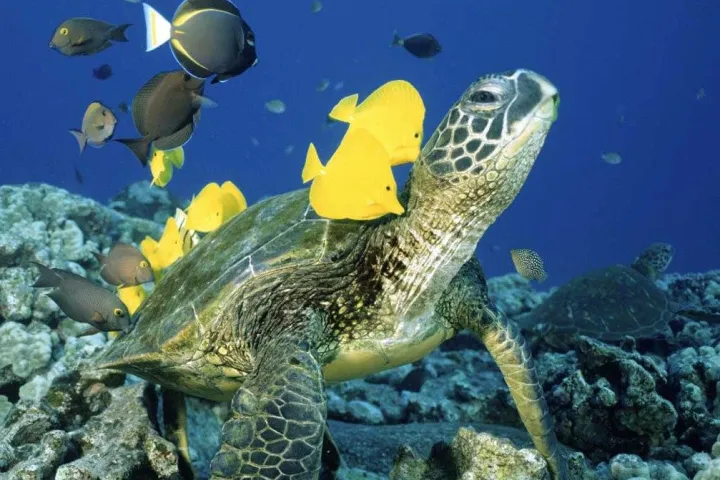 turtle with fish swimming in coral reef