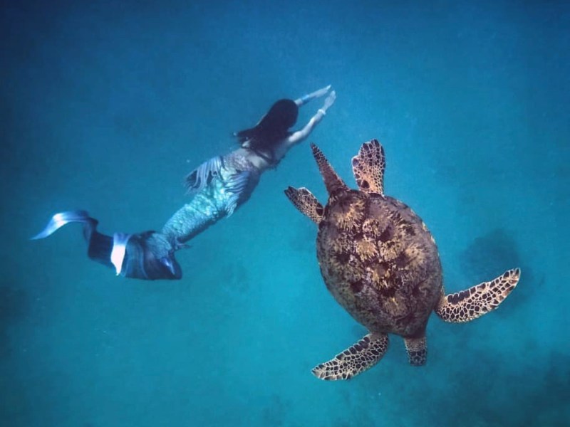 mermaid and turtle swimming in ocean