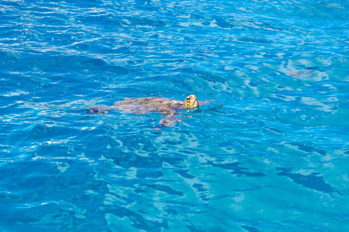 Sea turtle swimming in clear blue water with sunlight reflections.